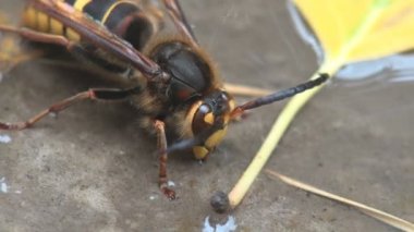 Böcek Hornets cins Vespa parçası olan omnivordur yaban arısı vardır. Closeup wasp içme suyu kıyısında kayalar arasında olduğunu. Sonbahar nehir ya da bir su birikintisi yağmur