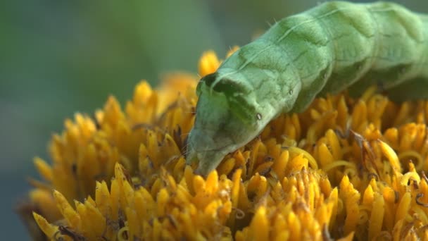 Tjock Grön Larv Med Högar Ryggen Sitter Gul Blomma Insekt — Stockvideo