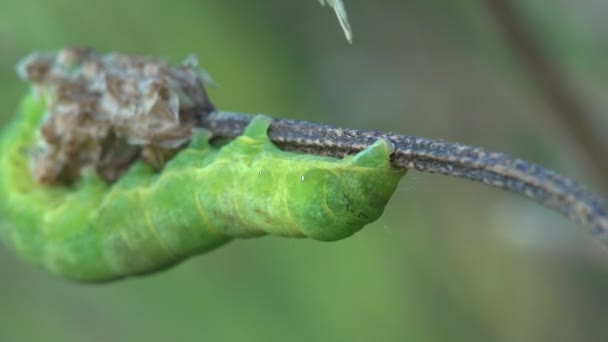 濃い緑にイモムシが這って野生林の枝に沿って緑の背景 昆虫のマクロ 蝶の幼虫 — ストック動画