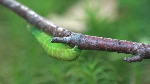 厚实的绿色毛毛虫在绿色背景的野生森林中沿着树枝爬行 昆虫宏观 蝴蝶幼虫 — 图库视频影像