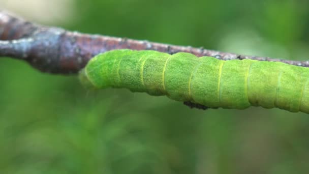 厚实的绿色毛毛虫在绿色背景的野生森林中沿着树枝爬行 昆虫宏观 蝴蝶幼虫 — 图库视频影像