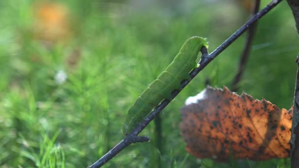 Dikke Groene Rups Kruipen Langs Tak Een Wild Bos Groene — Stockvideo