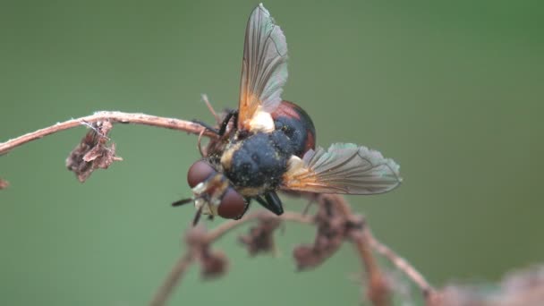 Насекомое Diptera Tachiinid Муха Крупным Планом Тахиниды Сидя Зеленом Листе — стоковое видео