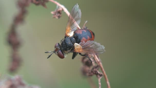 Εντόμων Diptera Tachiinid Fly Closeup Tachinidae Κάθεται Στο Πράσινο Φύλλο — Αρχείο Βίντεο