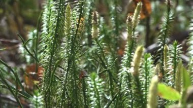 Yosun genellikle yoğun yeşil kümeleri veya kilimler, nemli veya gölgeli yerlerde kez büyümek küçük flowerless bitkiler vardır. Muhteşem manzarası Vaskular tesislerinde bireysel