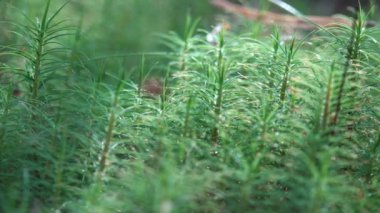 Yosun genellikle yoğun yeşil kümeleri veya kilimler, nemli veya gölgeli yerlerde kez büyümek küçük flowerless bitkiler vardır. Muhteşem manzarası Vaskular tesislerinde bireysel