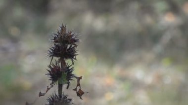 Devedikeni tohumu yaz otlağında renkli arka planda. Vahşi yaşamın muhteşem manzarası.