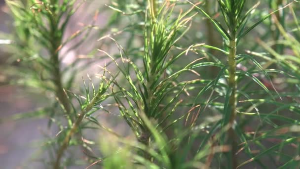 コケは 通常濃い緑の群生やマット 頻繁に湿気があるまたは日陰の場所で育つ小さなの咲かない植物です 維管束植物個々 の素晴らしい景色 — ストック動画
