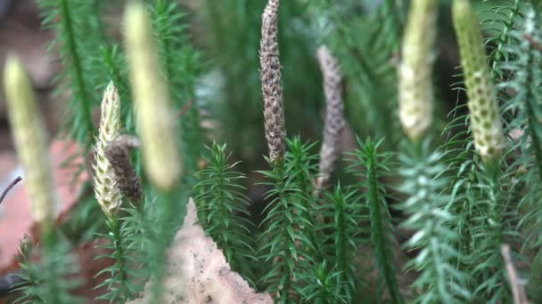 Mossor Små Blomlös Växter Som Typiskt Växer Täta Gröna Klumpar — Stockvideo