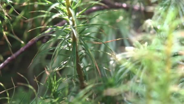 Los Musgos Son Pequeñas Plantas Sin Flores Que Normalmente Crecen — Vídeo de stock