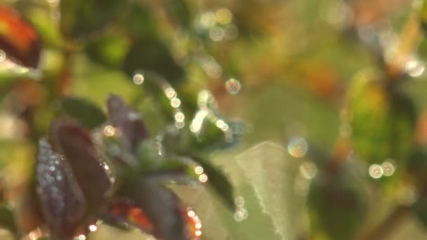 苔藓是一种小的无花植物 通常生长在密集的绿色团块或垫子中 通常生长在潮湿或阴凉的地方 维管植物中的奇幻视野个体 — 图库视频影像
