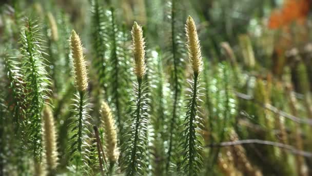 Mossen Zijn Kleine Flowerless Planten Die Meestal Dichte Groene Klontjes — Stockvideo