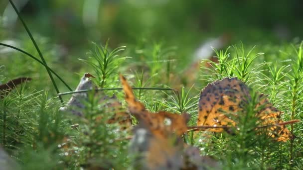 Moose Sind Kleine Blütenlose Pflanzen Die Typischerweise Dichten Grünen Horsten — Stockvideo