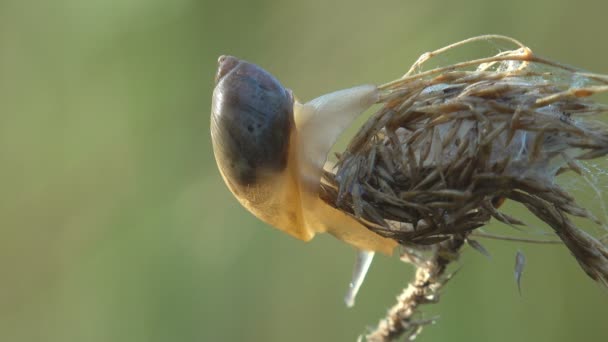 Pequeño Caracol Arrastrándose Sentado Hoja Hierba Sobre Fondo Verde Bosque — Vídeo de stock