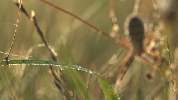 Vue fantastique de l'araignée sur la toile d'araignée couverte de grandes gouttes de rosée matinale, oscillant dans le vent et luisant au soleil sur la prairie d'été 
