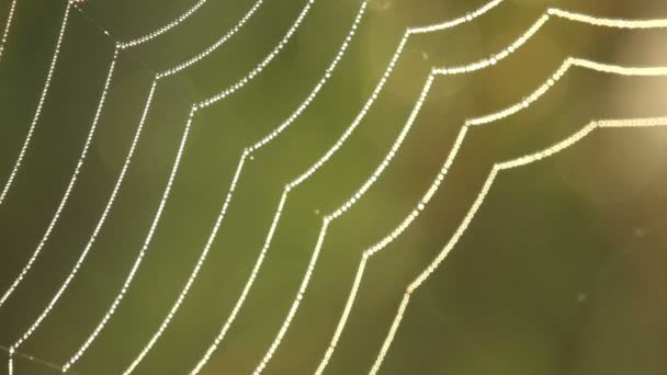 風に揺れると 夏の草原の太陽の下でキラリと光る大粒で覆われた蜘蛛の巣の蜘蛛の眺望 — ストック動画