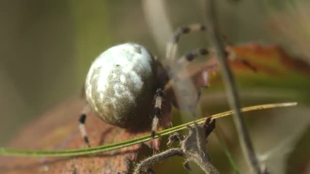 Insektenspinne Araaneidae Marmorierter Orbweber Sitzt Blättern Von Trockenem Speed Gras — Stockvideo