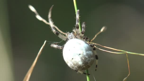 Паук Насекомое Araneidae Мраморный Orbweaver Сидит Листьях Сухой Травы Скорости — стоковое видео