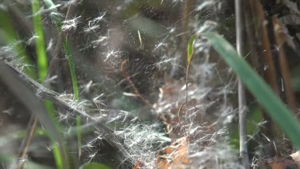 Fantastische Natuurlijke Chaos Van Paardebloem Zaad Spinnenwebben Gras Stengels Ochtend — Stockvideo