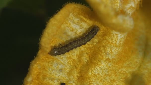 Kleine Raupe Sitzt Auf Gelben Kürbisblüten Und Schwankt Sommerwind Insekt — Stockvideo