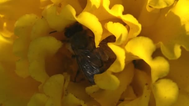 昆虫关闭 蜜蜂坐在一朵黄色的花里面 花花粉在毛茸茸的风缠绕花在夏天的花园 宏观理念 — 图库视频影像