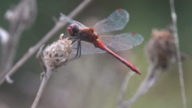 Kırmızı damarlı Pasifik'ten oğlan veya göçebe (Sympetrum fonscolombii) bir yusufçuk cins Sympetrum var. Adderis diğer Sympetrum türler için benzer uçan ama. Erkekler çok daha daha kırmızı kırmızı bir karın var