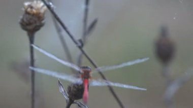 Kırmızı damarlı Pasifik'ten oğlan veya göçebe (Sympetrum fonscolombii) bir yusufçuk cins Sympetrum var. Adderis diğer Sympetrum türler için benzer uçan ama. Erkekler çok daha daha kırmızı kırmızı bir karın var