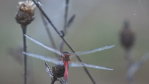 Zwervende Heidelibel Nomad Sympetrum Fonscolombii Een Libel Uit Geslacht Sympetrum — Stockvideo