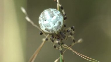 Oturma yeşil arka plan, makro, hayvan, çayır, alan, bahçe böcek örümcek, Araneidae, orman, açık havada, Kuru hız çim yaprakları orbweaver oturur mermer
