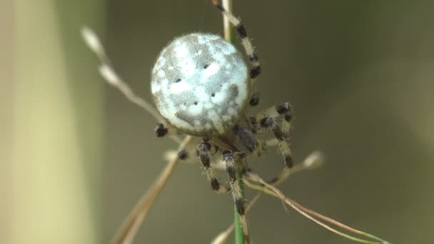 Araneidae 야외에서 숲에서 잔디의 잎에서 Orbweaver 매크로 필드에 — 비디오