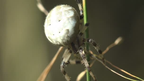 Έντομο Αράχνη Araneidae Μαρμάρινα Orbweaver Κάθεται Στα Φύλλα Της Χλόης — Αρχείο Βίντεο