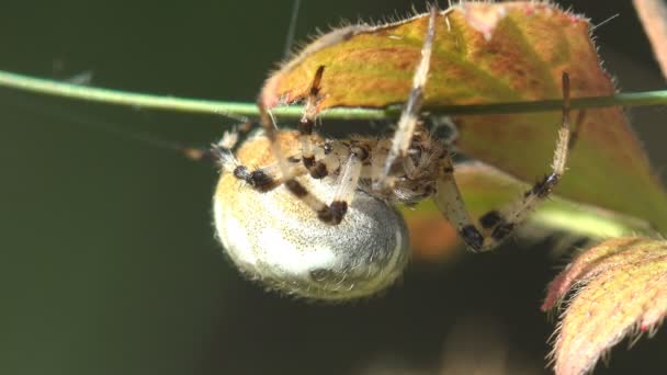 昆虫蜘蛛 大理石的小球藻坐在森林里的干速草的叶子里 坐在绿色的背景上 — 图库视频影像