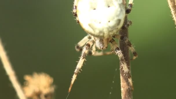 昆虫のクモは コガネグモ科 霜降りフォレスト 屋外で乾燥速度草の葉に Orbweaver 座っている緑の背景 マクロ 牧草地 庭の上に座って — ストック動画