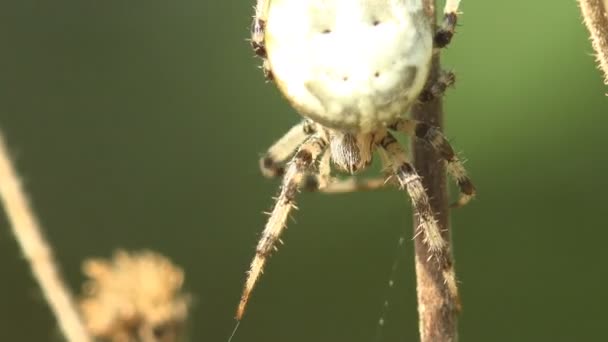 Araignée insecte, Araneidae, orbweaver marbré se trouve dans les feuilles de l'herbe à vitesse sèche dans la forêt, à l'extérieur, assis sur fond vert, macro, animal, prairie, champ, jardin 