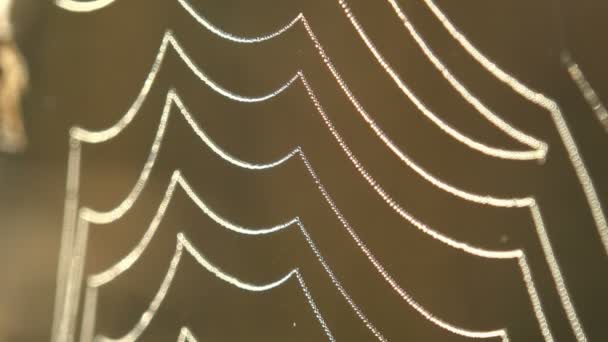 Fantastischer Blick Auf Spinne Auf Spinnennetz Bedeckt Mit Großen Tropfen — Stockvideo