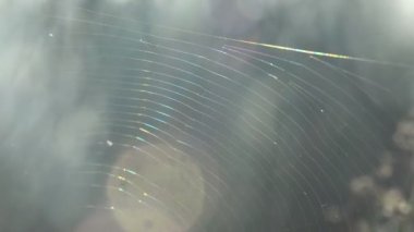 Çizim, rüzgarda sallanan ve yaz çayır üzerinde güneşte pırıl pırıl örümcek ağı görünümünü fantastik sabah