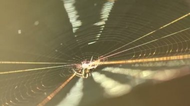 Rüzgarda sallanan ve yaz çayır üzerinde güneşte pırıl pırıl çiğ, büyük damla örümcek örümcek görünümünde fantastik kaplı