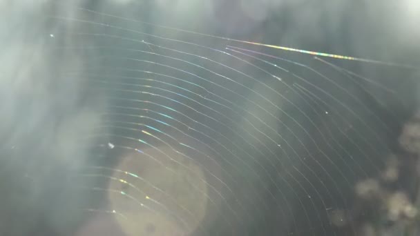 風にそよぐ夏の草原の太陽の下でキラリと光る蜘蛛の巣の幻想的な朝の景色 — ストック動画