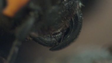 Büyük azı dişleri veya jaws bir Hornet kafasına. Makro fotoğrafçılık bir böcek sarı ceket