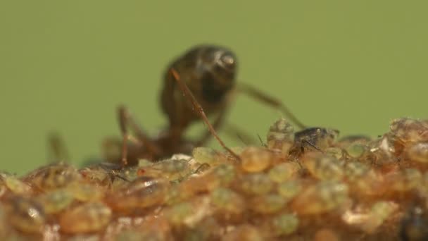 Insekten Makro Ameisen Weiden Und Extrahieren Milch Von Blattlauskolonien Die — Stockvideo