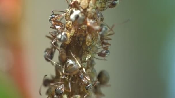 Insectes macro. Les fourmis paissent et extraient le lait des colonies de pucerons qui s'assoient et se déplacent sur les jeunes branches de la forêt. Jour du matin d'été 