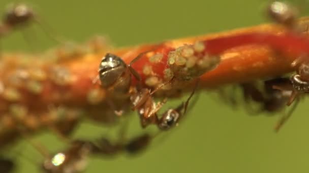 Insekter Makro Myror Betar Och Extrahera Mjölk Från Kolonierna Bladlöss — Stockvideo