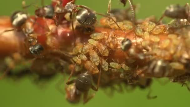 Insectes macro. Les fourmis paissent et extraient le lait des colonies de pucerons qui s'assoient et se déplacent sur les jeunes branches de la forêt. Jour du matin d'été 