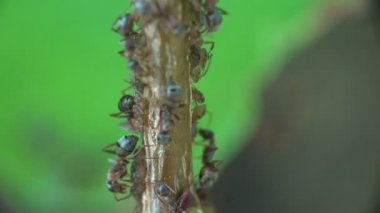 Böcekler makro. Karıncalar otlatmak ve oturur ve ormandaki genç dallar hareket kolonileri yaprak biti süt ayıklamak. Yaz sabah gün