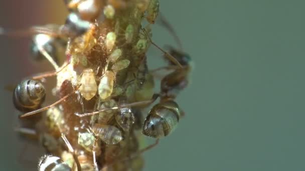 Insecten Macro Mieren Grazen Pak Melk Uit Kolonies Bladluizen Die — Stockvideo