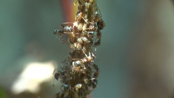 Insectos Macro Las Hormigas Pastan Extraen Leche Las Colonias Áfidos — Vídeos de Stock
