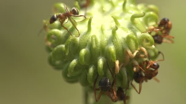 Insectes Fourmis Capturées Dans Lèvre Lait Blanc Intérieur Plante Sauvage — Video