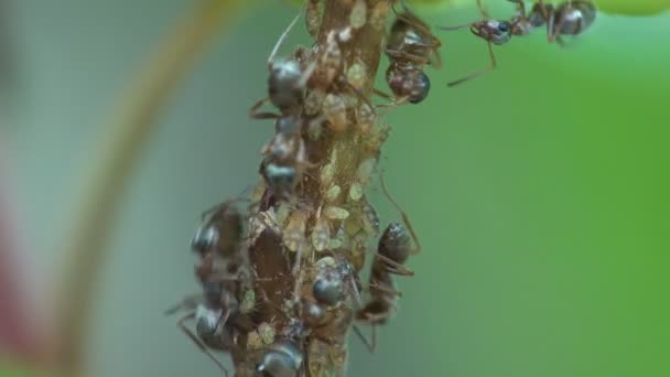昆虫マクロ アリは放牧し 座っている フォレストの若い枝に移動コロニー アブラムシからミルクを抽出します 夏朝日 — ストック動画