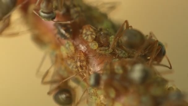 Insecten Macro Mieren Grazen Pak Melk Uit Kolonies Bladluizen Die — Stockvideo