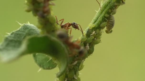 Insetos Macro Formigas Pastam Extraem Leite Colônias Pulgões Que Sentam — Vídeo de Stock